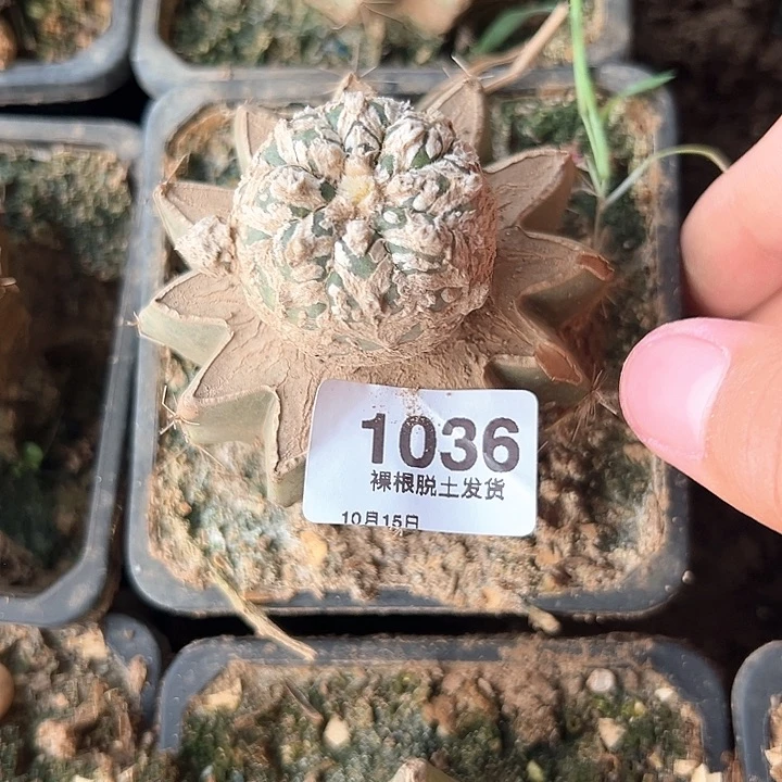 1036号草球嫁接v字兜