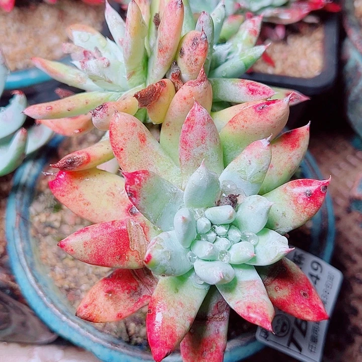 8049苹果叶拇指仙女杯多肉