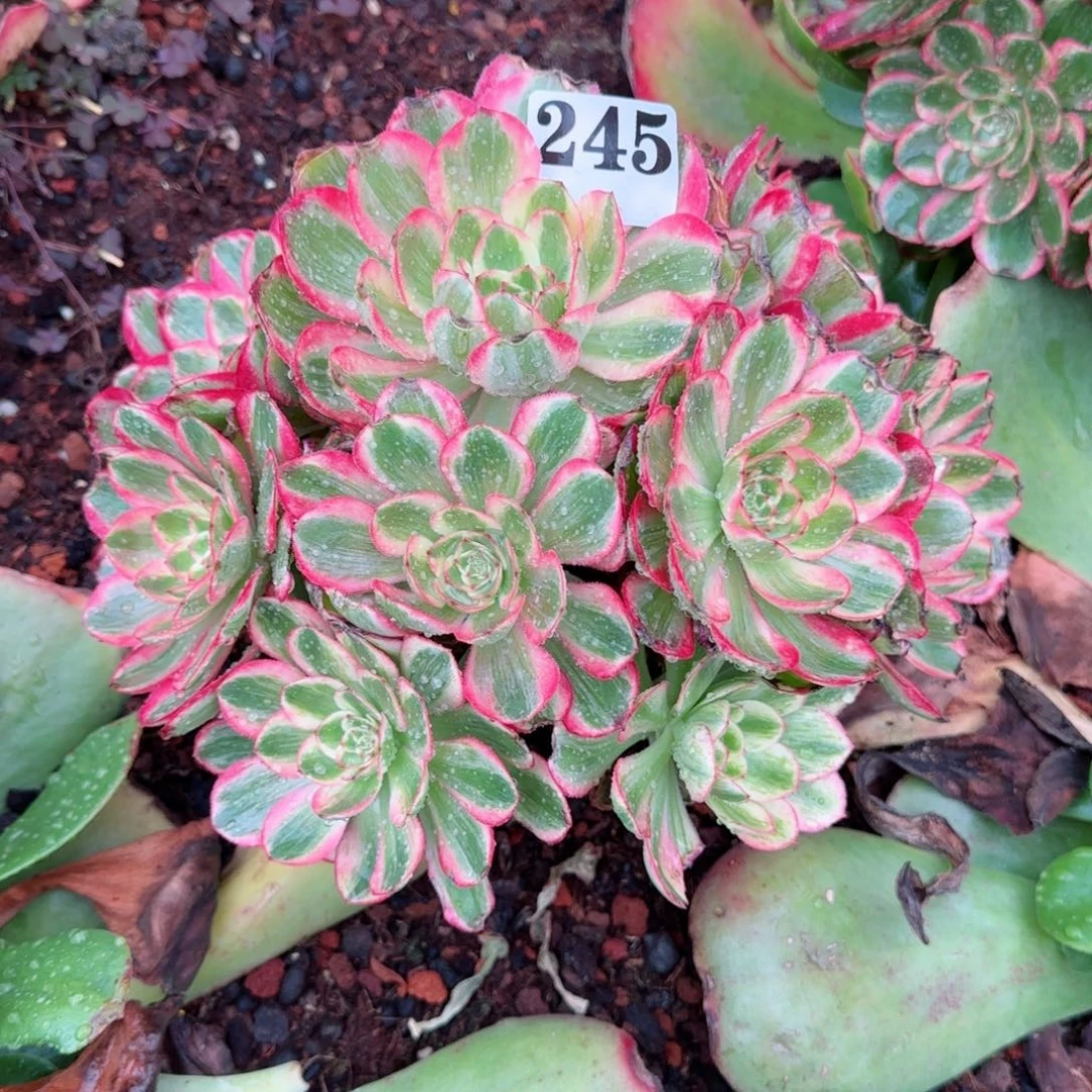 温*245云荷实拍发货