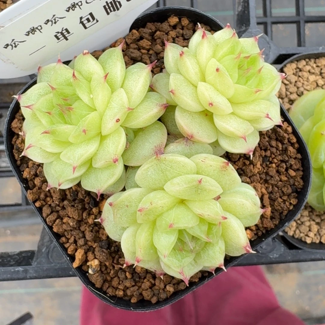 0417-054-不包整睫毛款