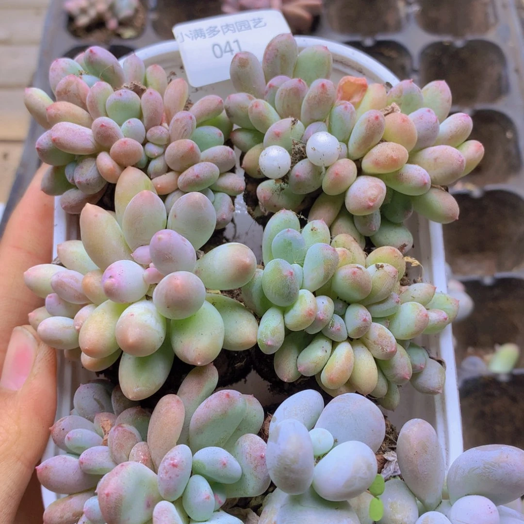 我要去看你了哦你041