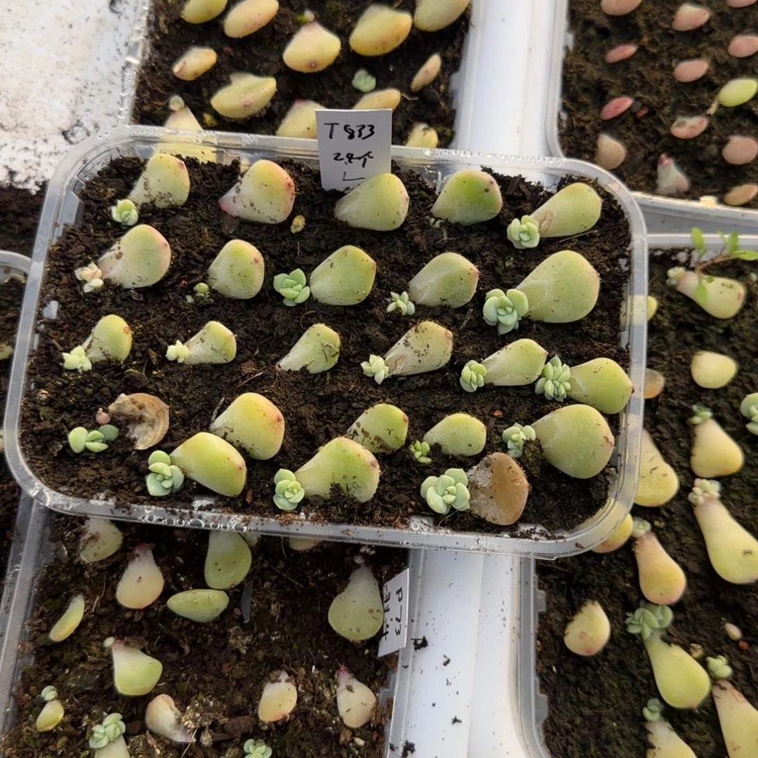 3个833 芝麻穴满25包邮