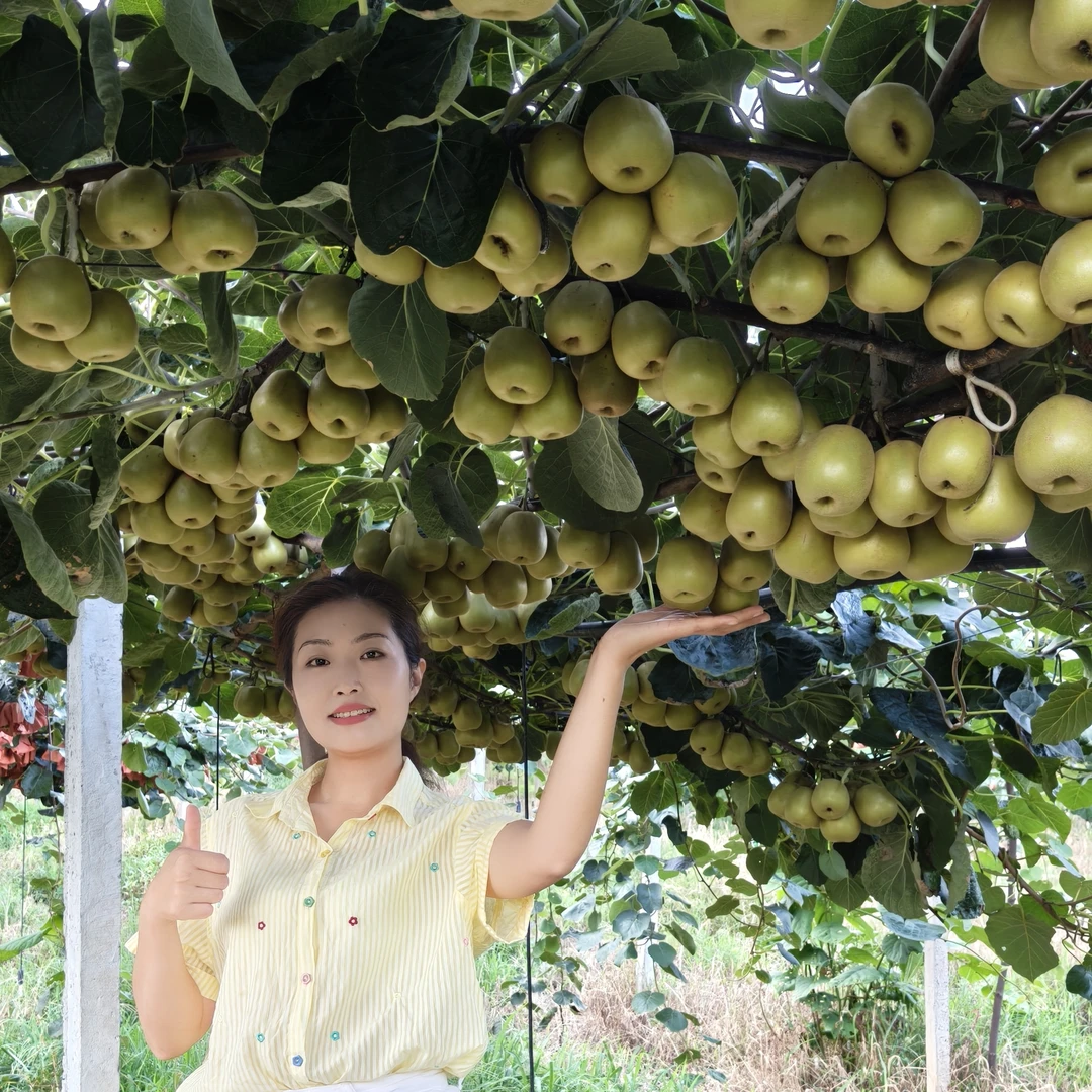 苍溪县东溪镇软糯多汁红心猕猴桃
