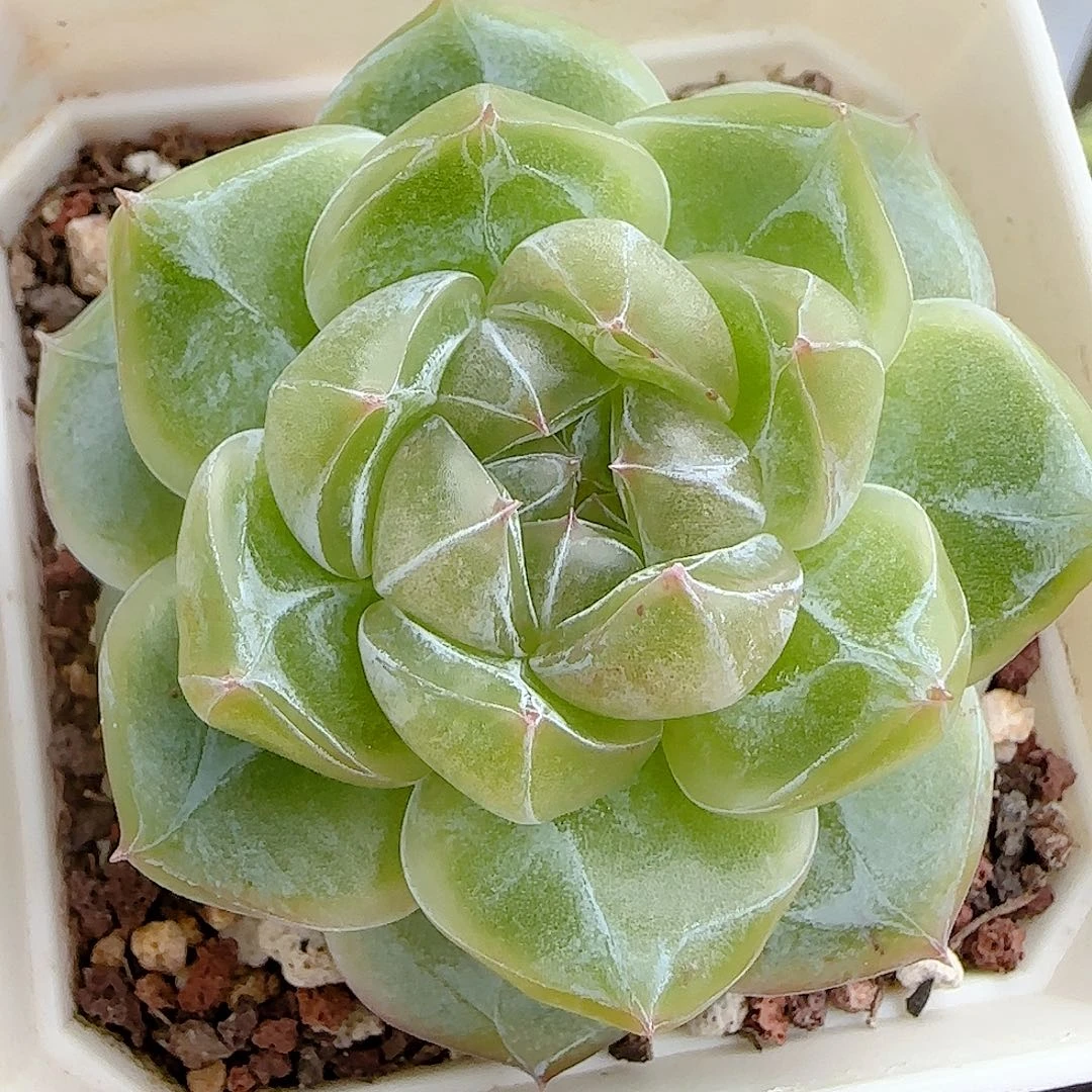 【闪购商品】0925-10钻石纹包子糖心