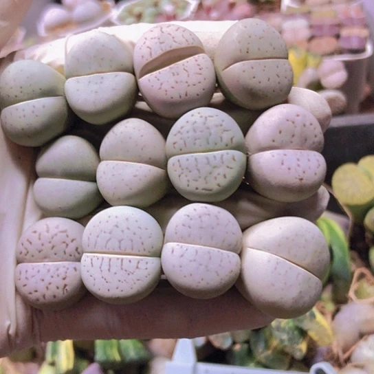 无花朵0034，2厘米左右如图