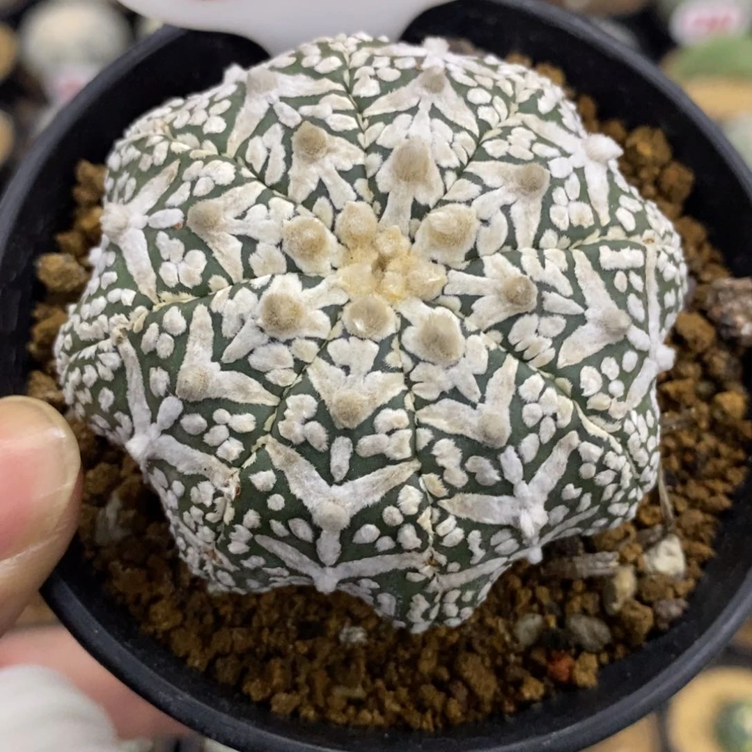 963海星琉璃浓白超兜v