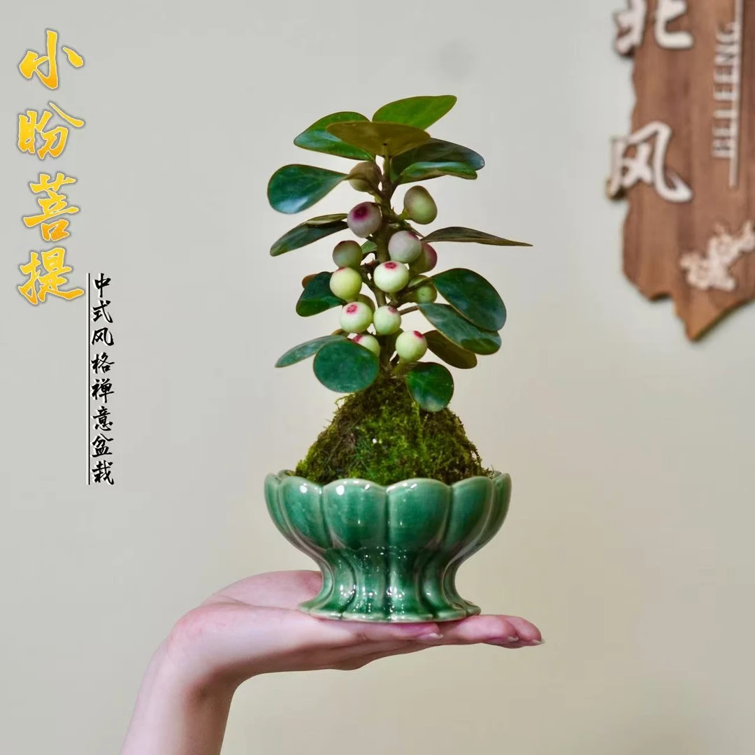 禅意多果小盼菩提空心室内盆栽茶桌办公桌花卉绿植好养盆景微景观