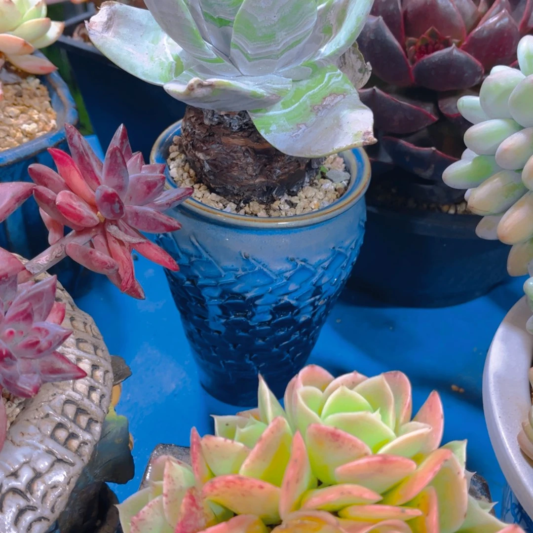 向****多肉植物保护研究所所长的一