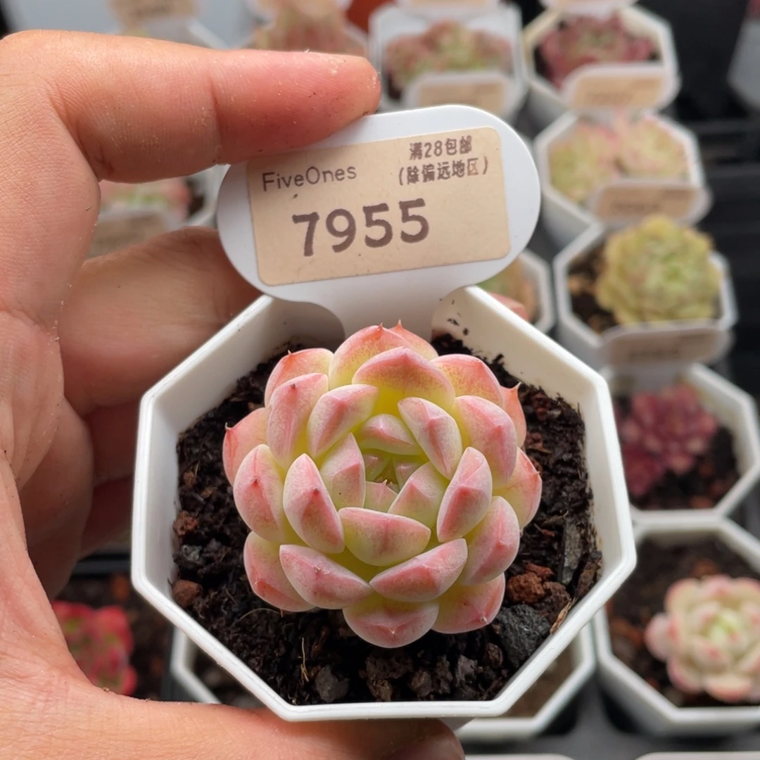 梦幻芭比7955-4.5厘米