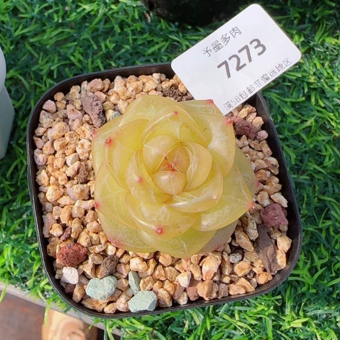 灵泽珍妮，7273多肉植物