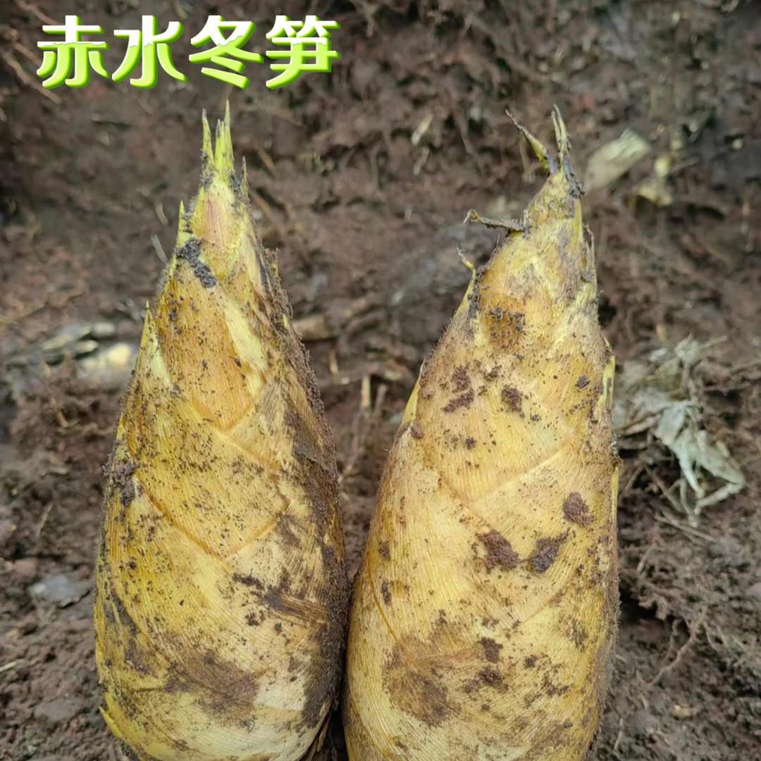 新鲜冬笋贵州赤水深山黄泥优质精选冬笋新鲜蔬菜生态鲜嫩好吃健康
