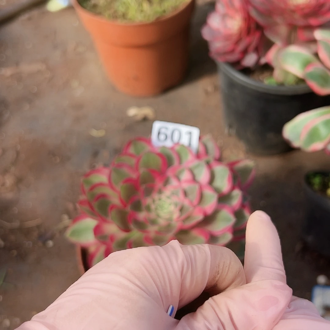 孔雀翎601多肉植物多肉植物