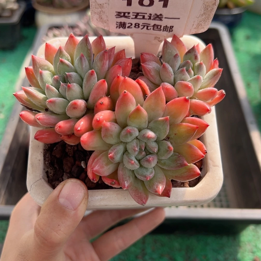 表妹精品多肉植物101.