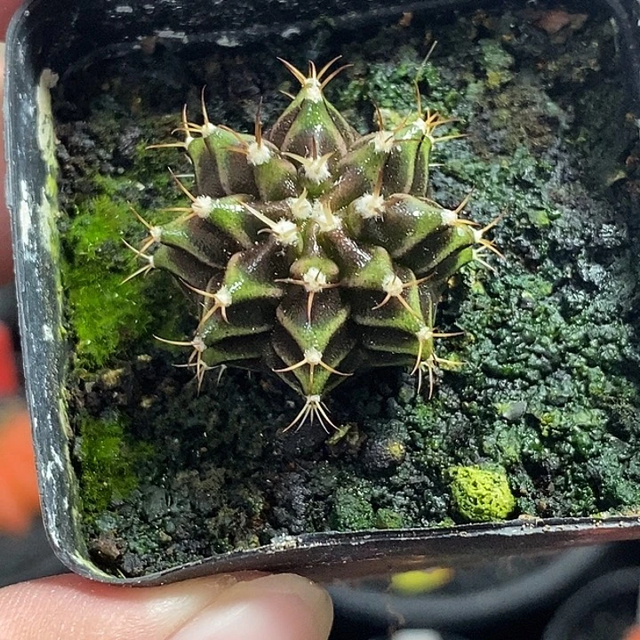 泰系米哈—脱土发货21