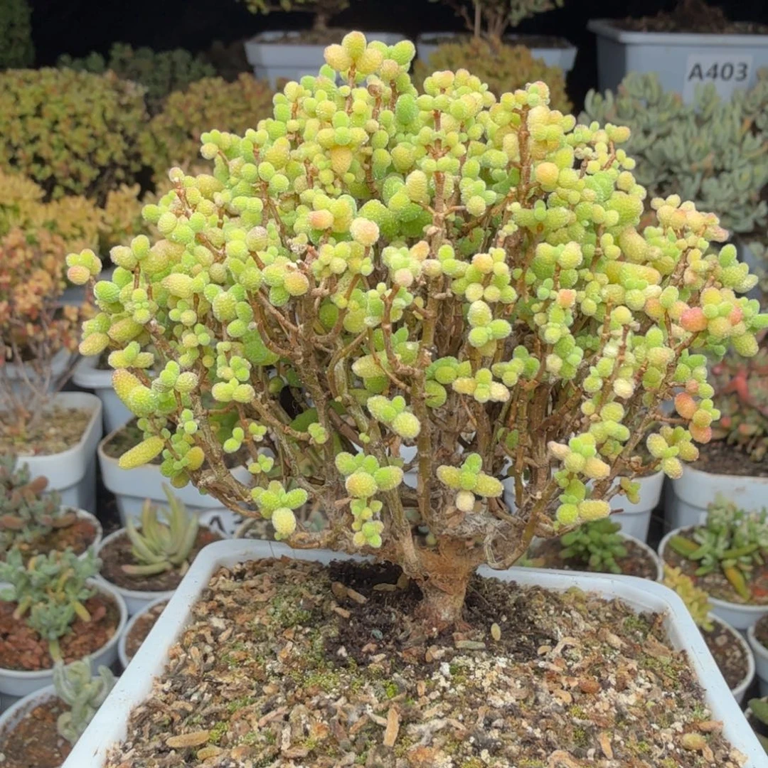 A448金桔糖球枝干