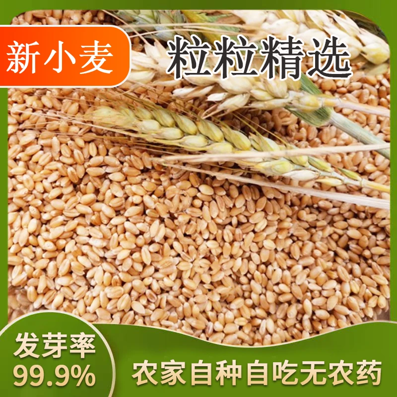 新小麦粒优质小麦种子猫草发芽酿酒磨面煮粥食用饵料窝料钓鱼布施