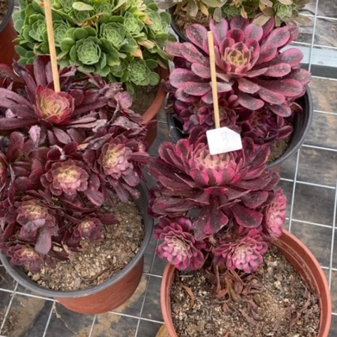 多肉植物组合拼盘3