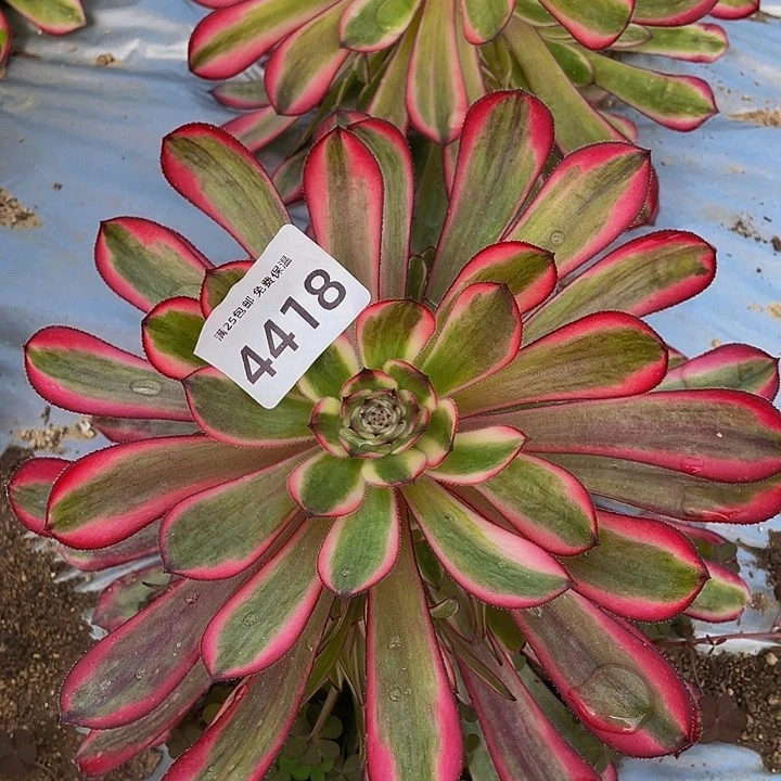 4418白月光多肉植物