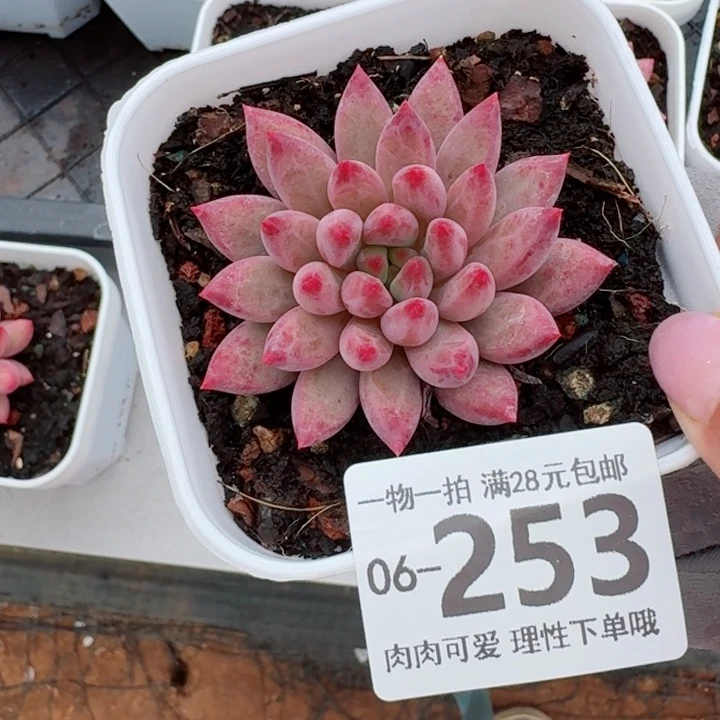 金鱼姬多肉无盆土发货多肉多