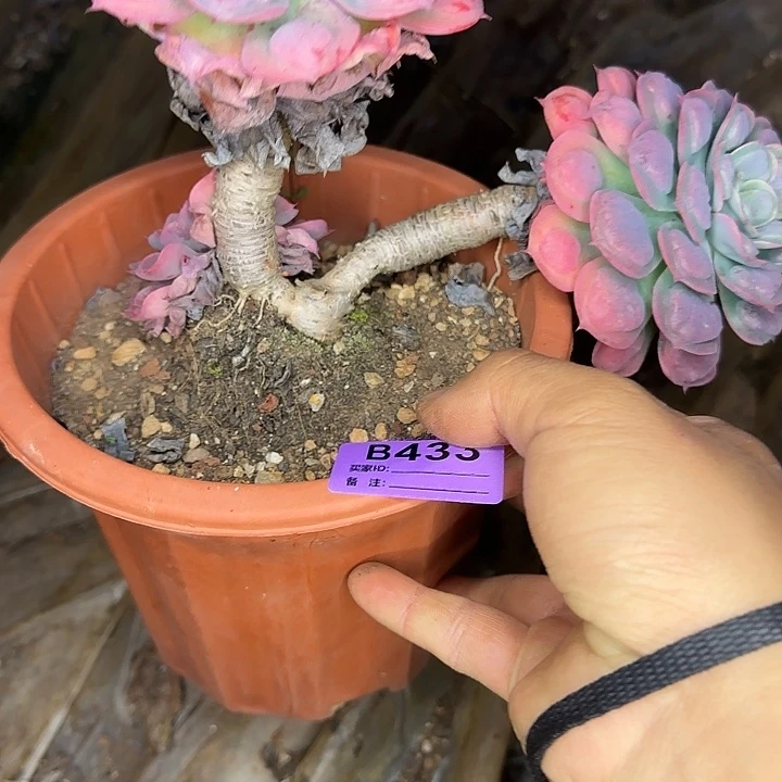 M***@多肉植物一物一拍雨滴434