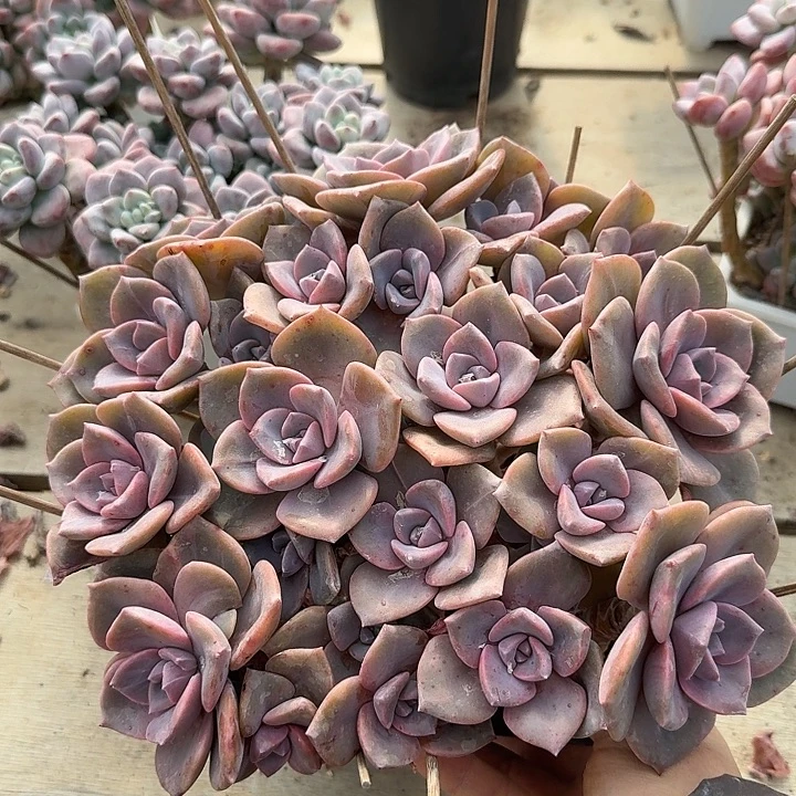 彩虹糖多肉植物的生长