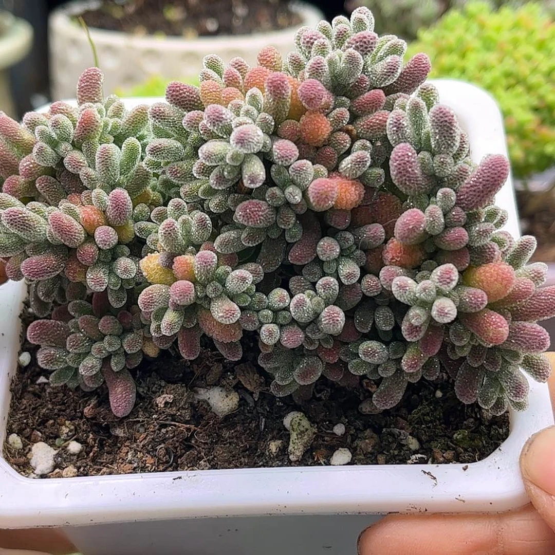 60粉冰晶优选枝干