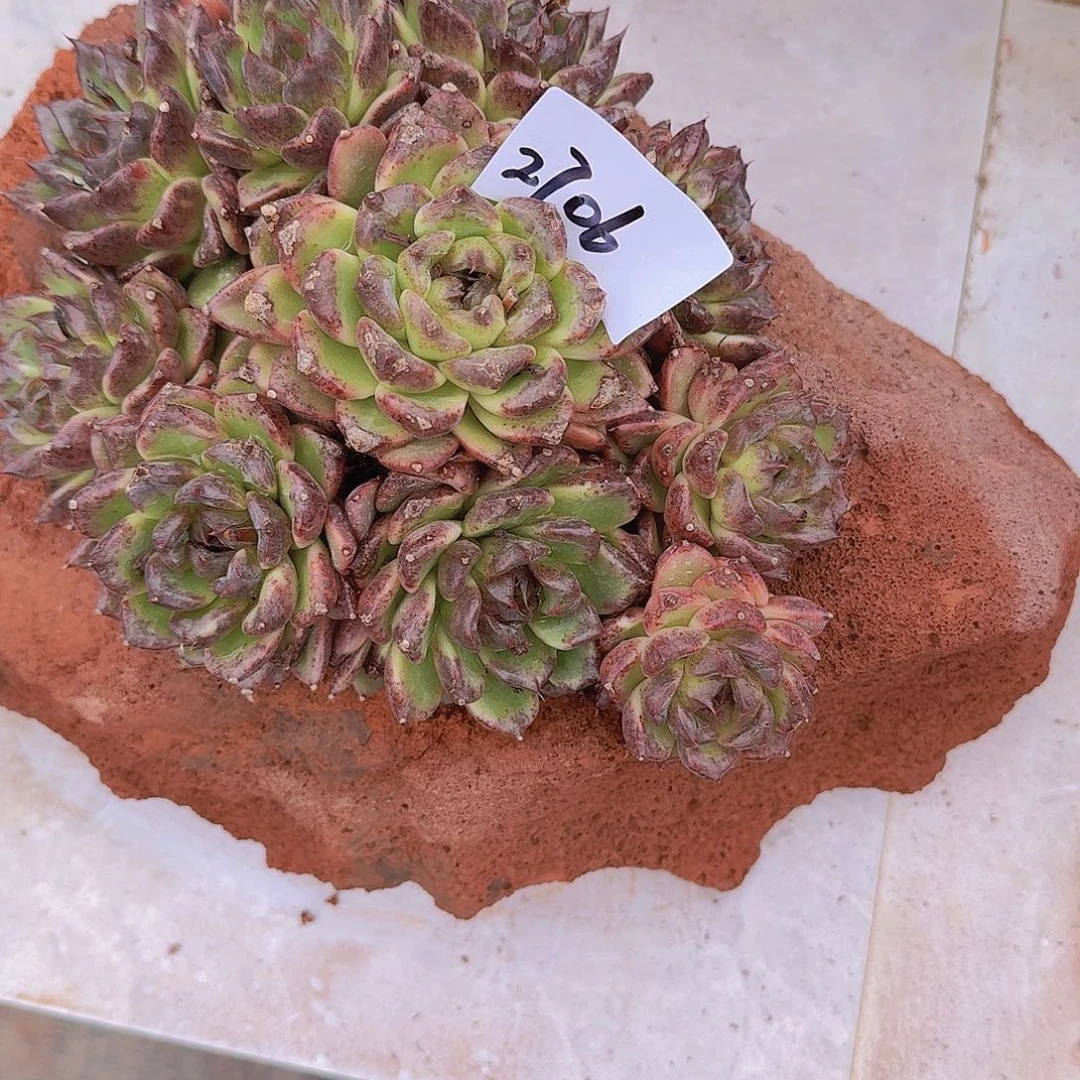 来****张2706黑水晶多肉带盆