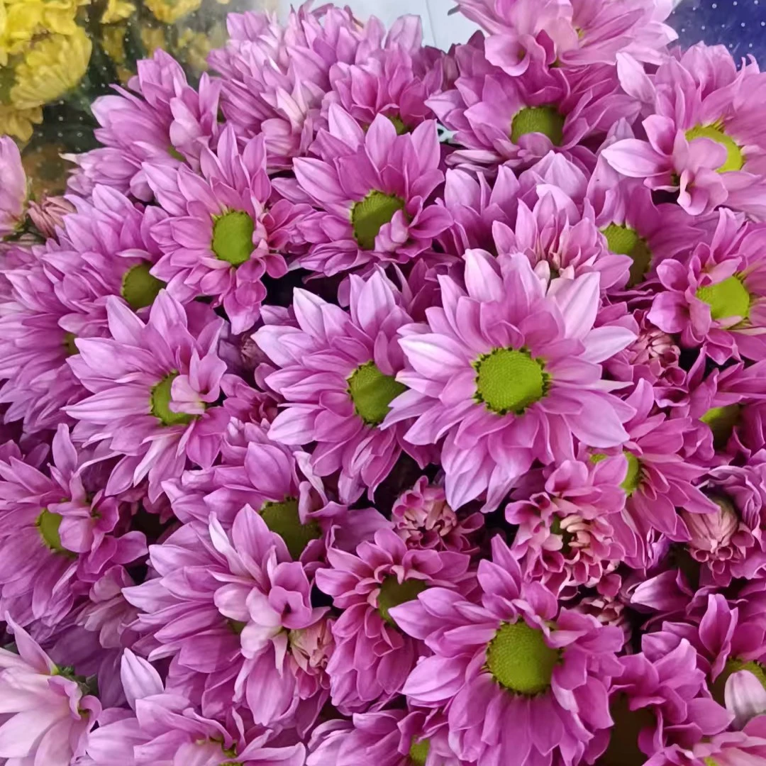 粉色小雏菊一把10支装