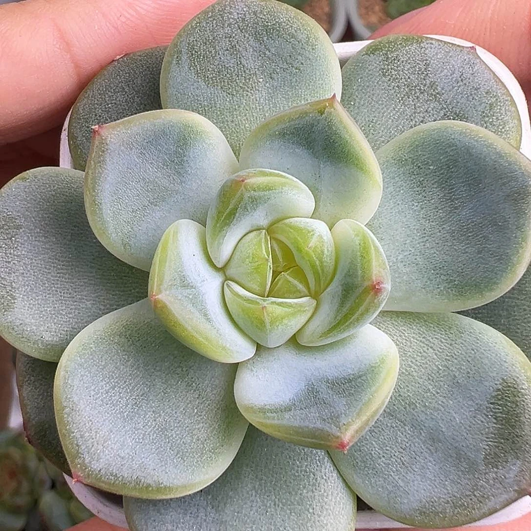 开播福利 877甜心