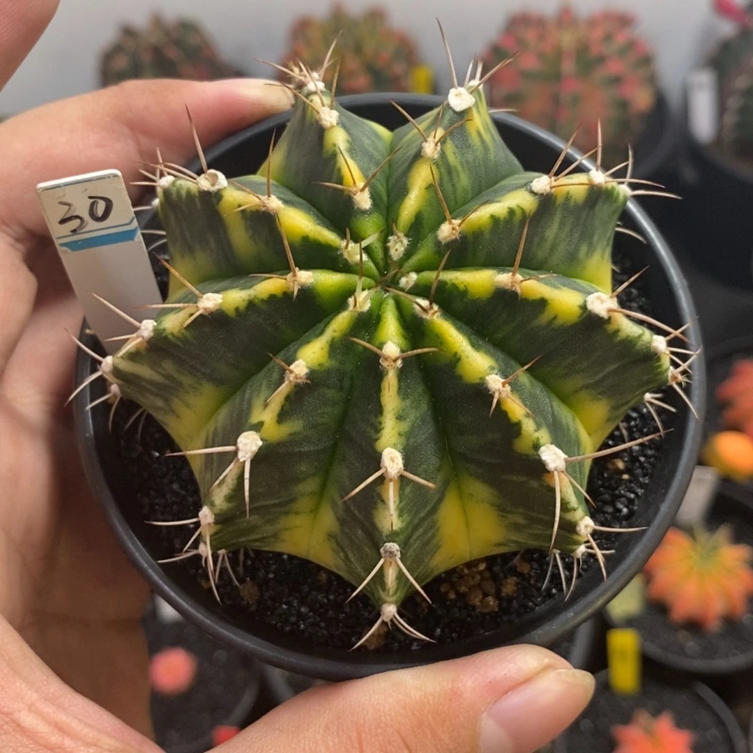 泰系全品米哈—带盆土发货31