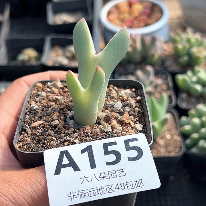 ?*霉大将111111111多肉