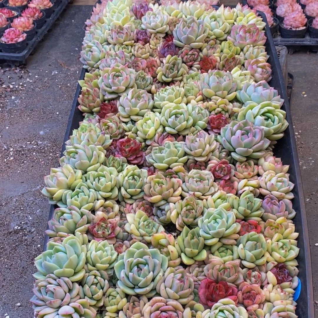 ?340多肉植物保护研究所所长助理