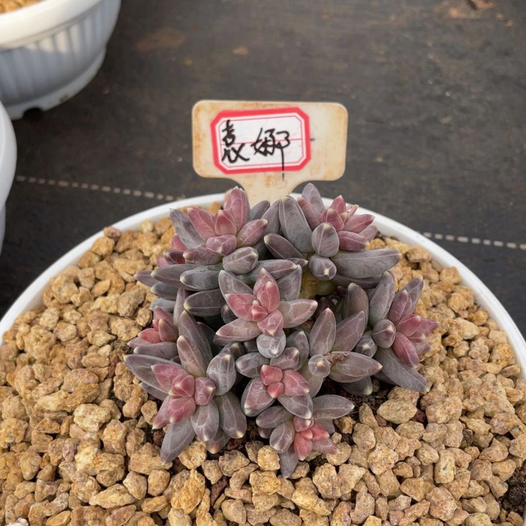 ?***?多肉植物3582586