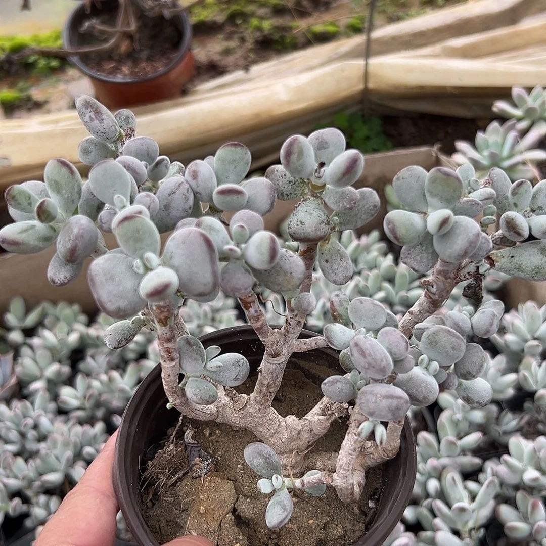 多肉植物乒乓福娘