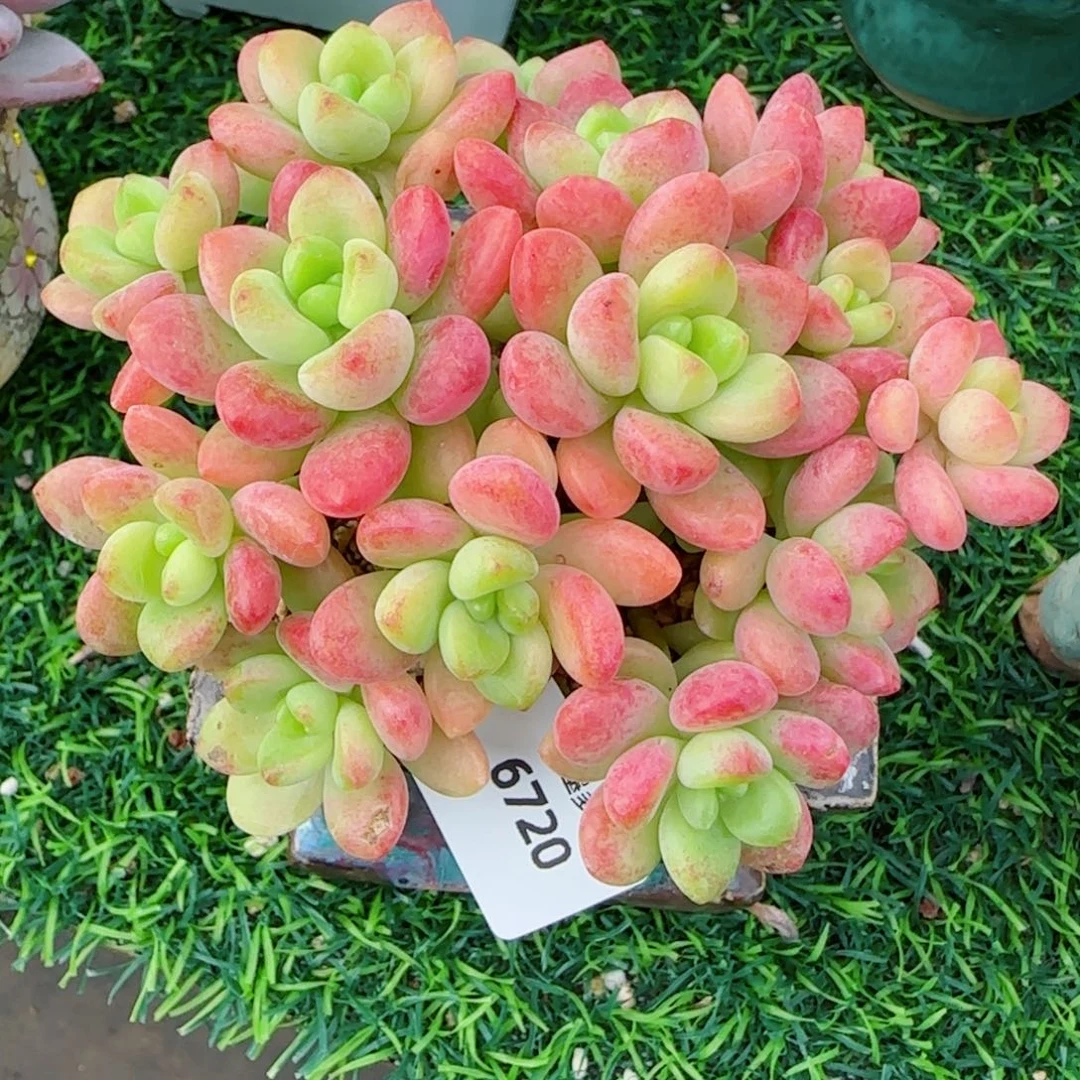 香格里拉，6720多肉植物