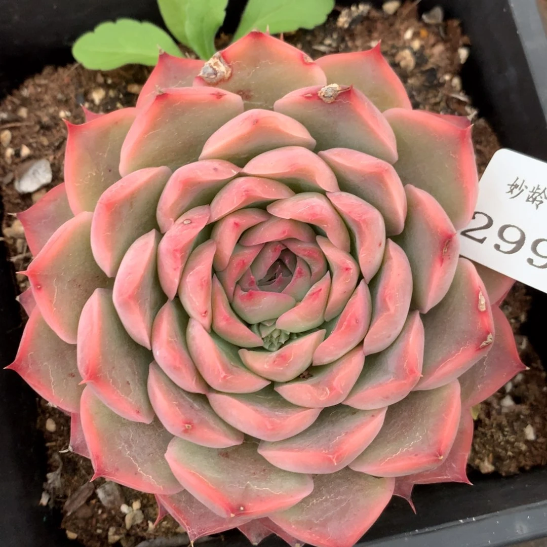 2997有叶伤杂交多肉植物