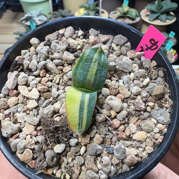 好锦实生卧牛锦一枚