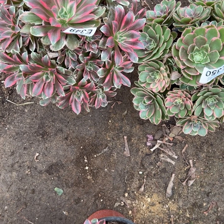 多肉植物350349种植物