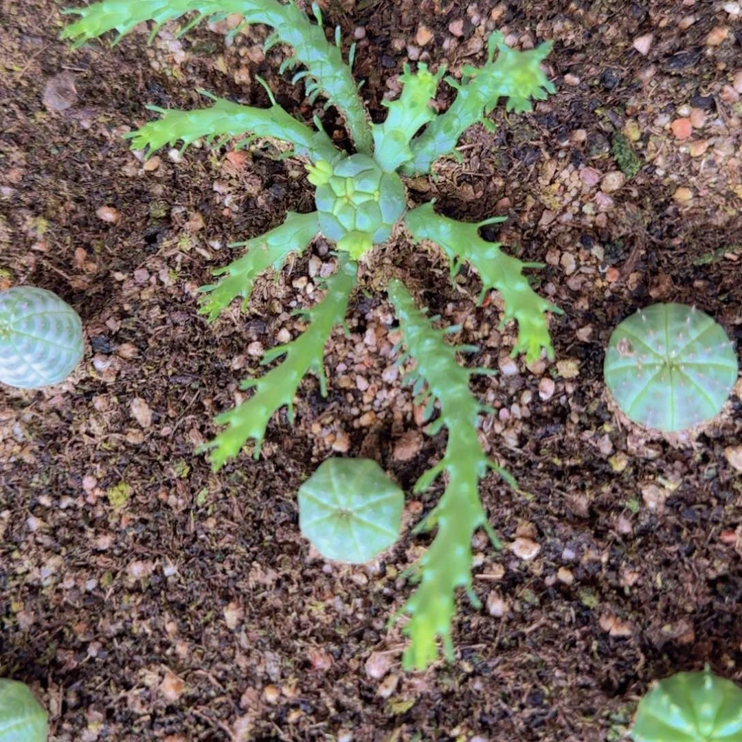 铲*官块根植物块根植物块根植物