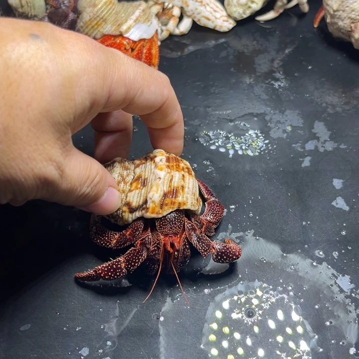 黑莓3.0口径需要拍加热包