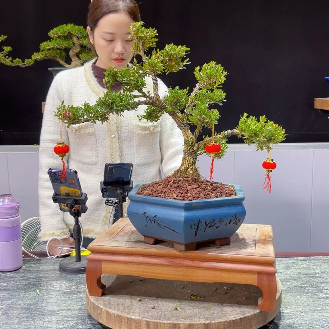 四季常青老桩黄杨盆景