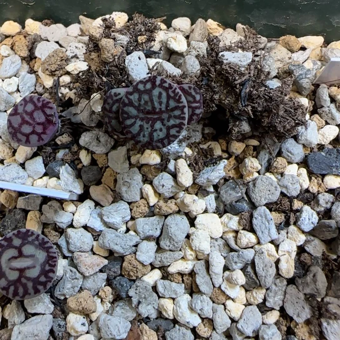 哈***Q多肉植物一颗八重墨