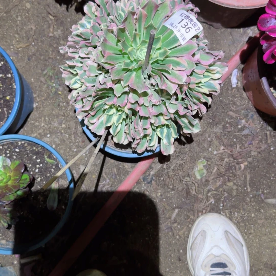 白凤法师多肉136