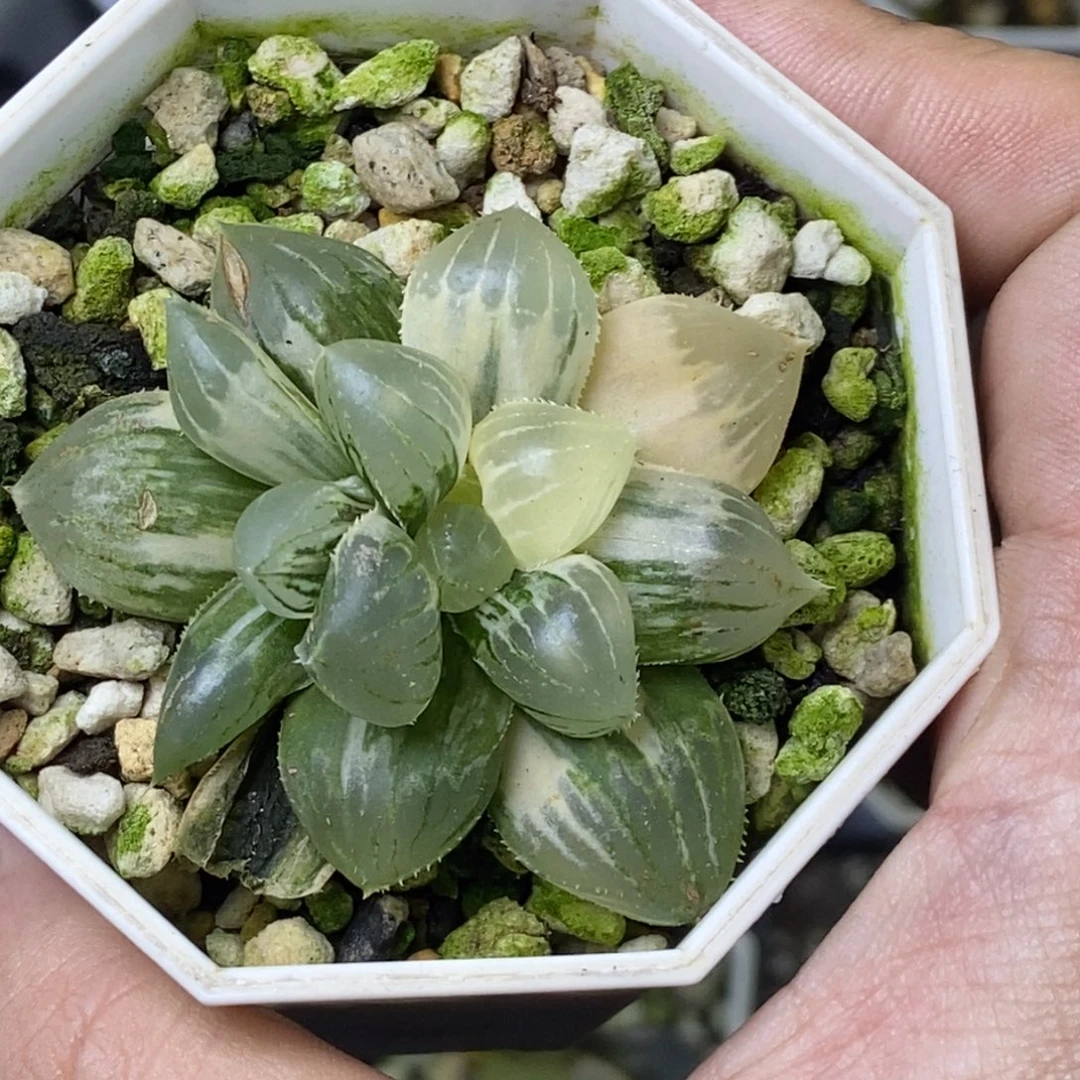 特价糯玉露锦一物一拍