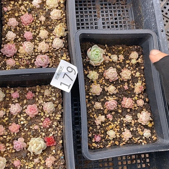 179 多肉植物盆栽花卉植物