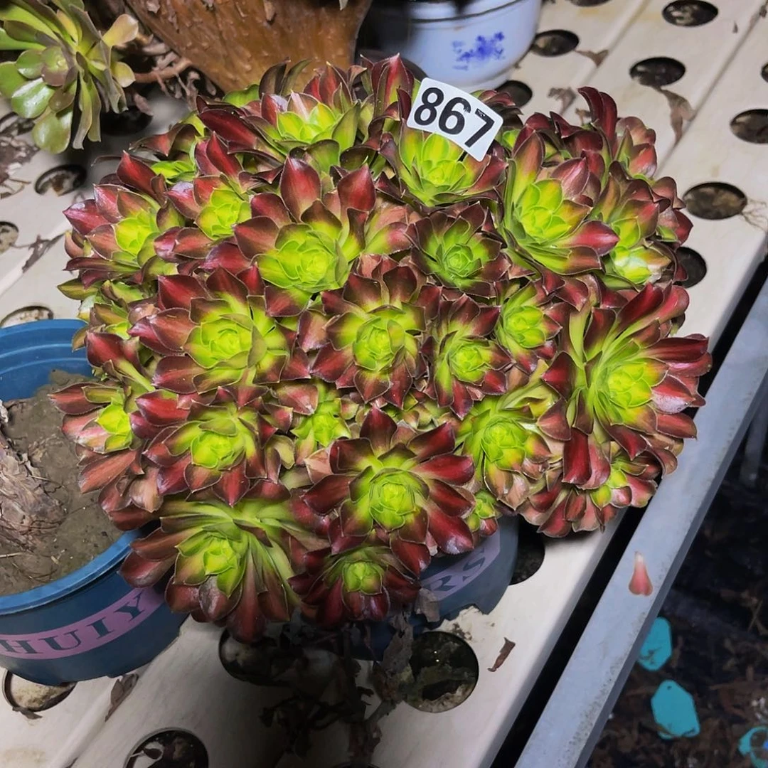 法师法师7–28包邮法师