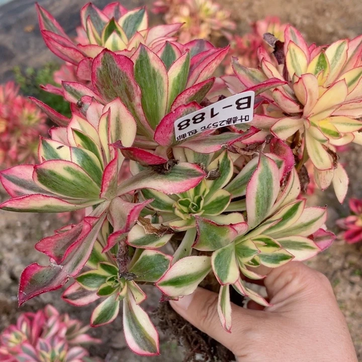 188魅影有砍多肉122345678