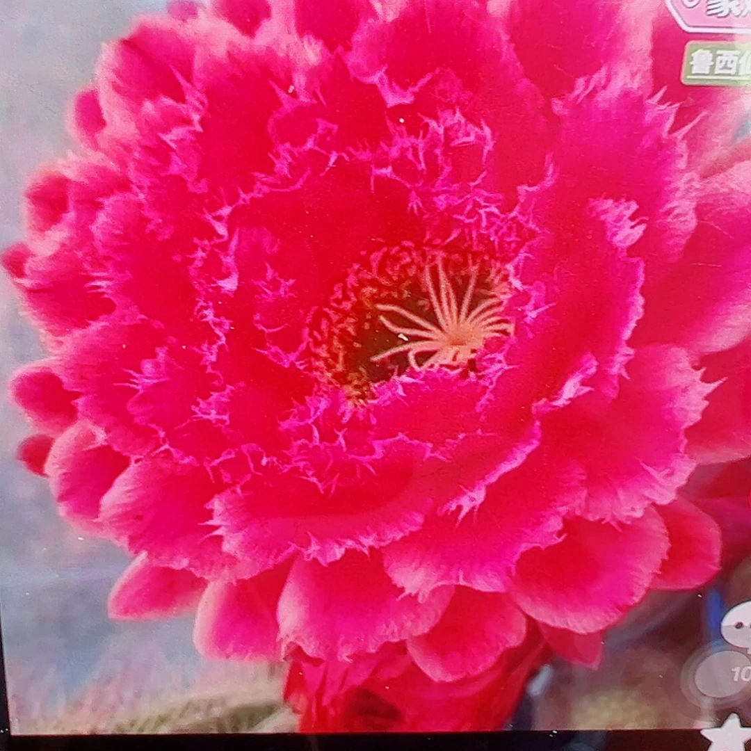 毛花柱 蒙娜丽莎 侧芽 满20米包邮