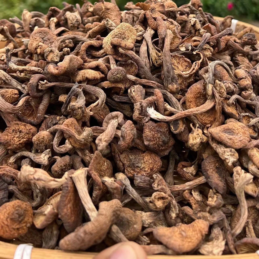 2025年东北野生榛蘑250g/袋  小鸡炖蘑菇