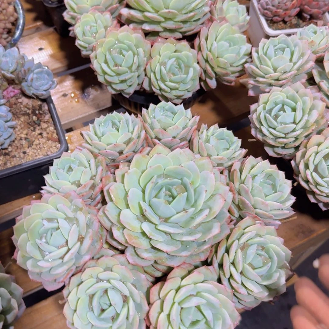 少**?美慕花坊，一物一拍